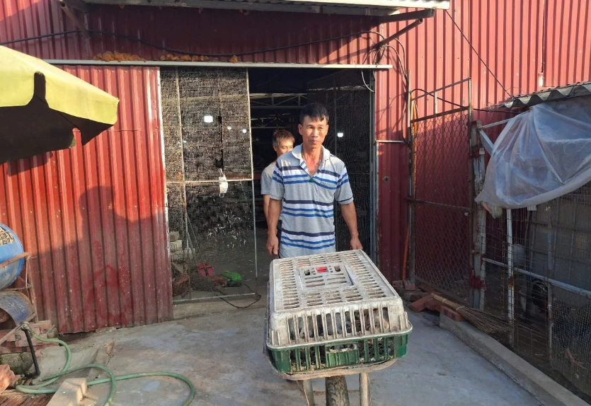 Ông Đỗ Văn Trai miệt mài với công việc tại trang trại nuôi chim bồ câu Pháp hàng ngày