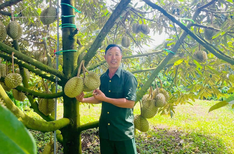 Ông Hoàng Văn Tuấn bên vườn sầu riêng đã được cấp chứng nhận OCOP của gia đình