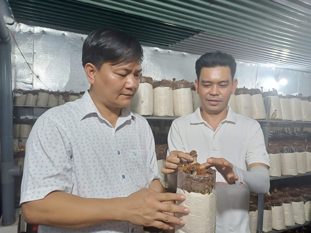 Sau nhiều năm làm thuê ở khắp nơi, đầu năm 2025, anh Huỳnh Tấn Việt (bìa phải) trở về quê khởi nghiệp thành công với mô hình trồng nấm mối đen trong phòng lạnh (1)