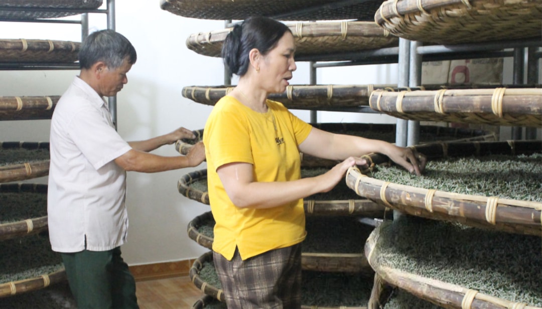 Gia đình bà Kiều Thị Mỵ, thôn Thái Phú Thọ, xã Hồng Phong (Vũ Thư) nuôi tằm con hiệu quả nhờ áp dụng kỹ thuật nuôi tằm trong phòng điều hòa nhiệt độ