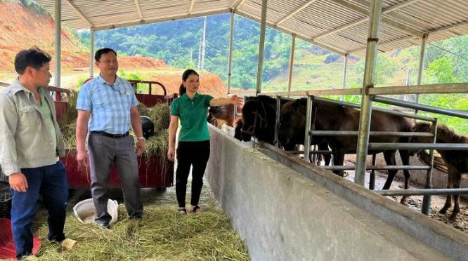 Mô hình nuôi ngựa cho thu nhập cao và ổn định