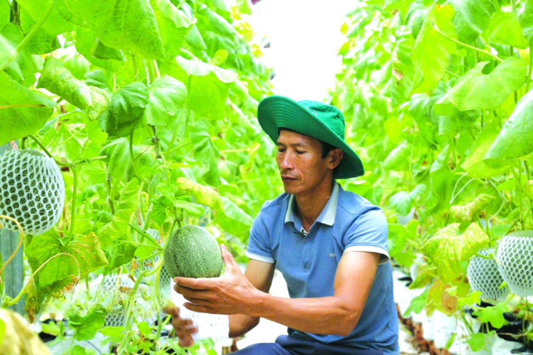 Mô hình trồng dưa trong nhà màng Công nghệ cao của anh Nguyễn Văn Quyên, xóm Quán, xã Yên Phong (Yên Mô) cho hiệu quả kinh tế cao