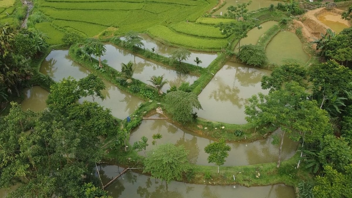Trang trại của ông Hà Văn Khường hiện có 14 ao nuôi cá dầm xanh giống