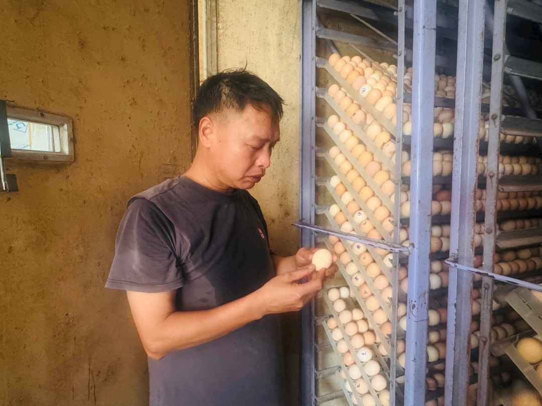 Anh Phạm Đình Chỉnh kiểm tra trứng trong lò ấp nở