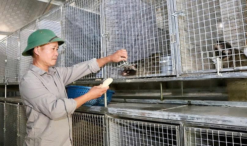 Anh Võ Huy Hoàng là người khởi xướng cho mô hình nuôi chồn hương tại xã Đức Lạng