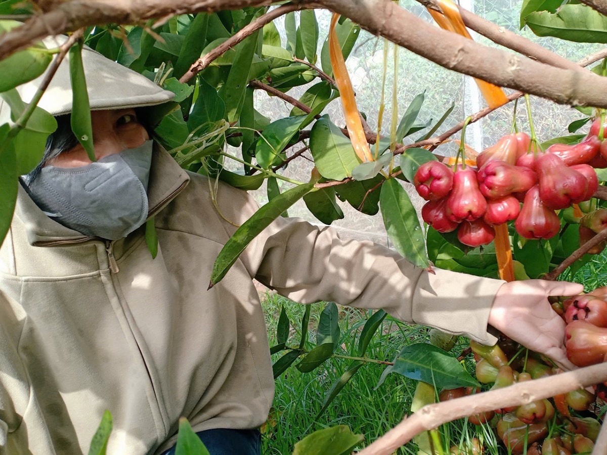 Mô hình trồng mận An Phước trong nhà màng giúp gia đình ông Tài cải thiện thu nhập