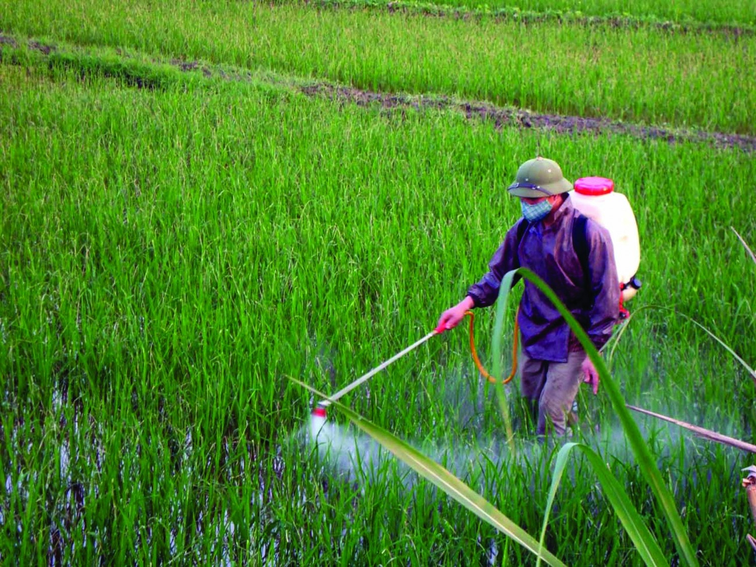 Thuốc bảo vệ thực vật spc