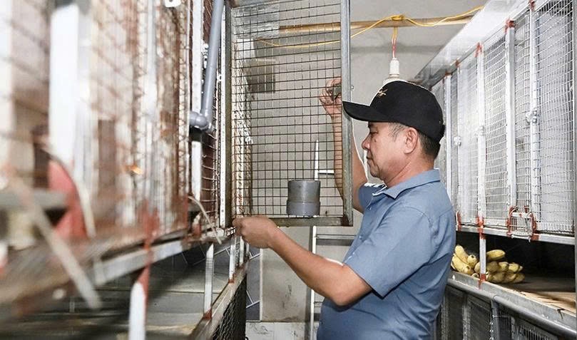 Trang trại nuôi chồn hương của ông Dũng có tổng mức đầu tư gần 1 tỷ đồng