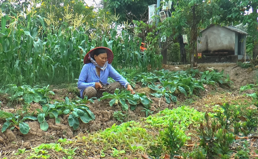 Bà Lê Thị Ðẹp thu nhập ổn định vài triệu đồng mỗi tháng từ trồng rau và cây ăn trái