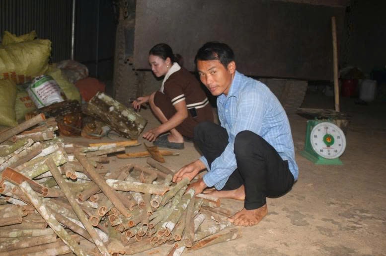 Gia đình anh Bàn Tà Sai đầu tư kinh doanh dịch vụ nông- lâm sản, thu mua quế