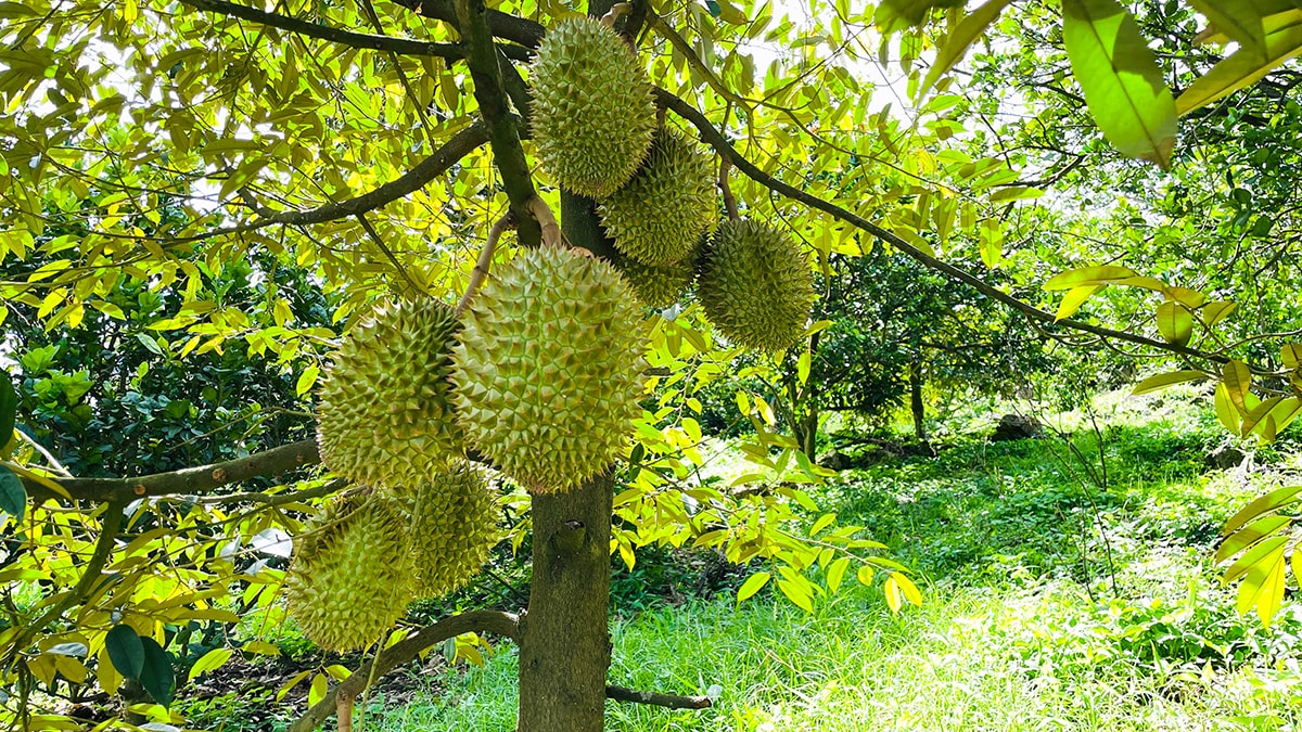 Vườn sầu riêng