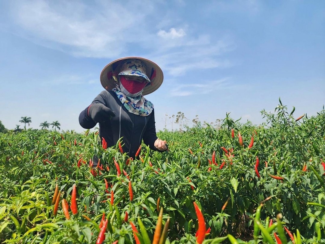 Bà Hồ Như Thủy (xã Ea Wer, huyện Buôn Đôn) thu hoạch ớt