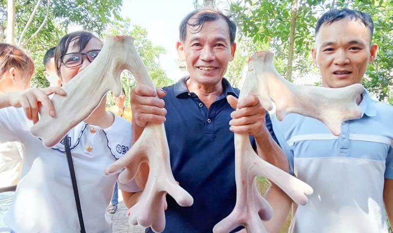 Cặp nhung được mua với giá hơn 45 triệu đồng
