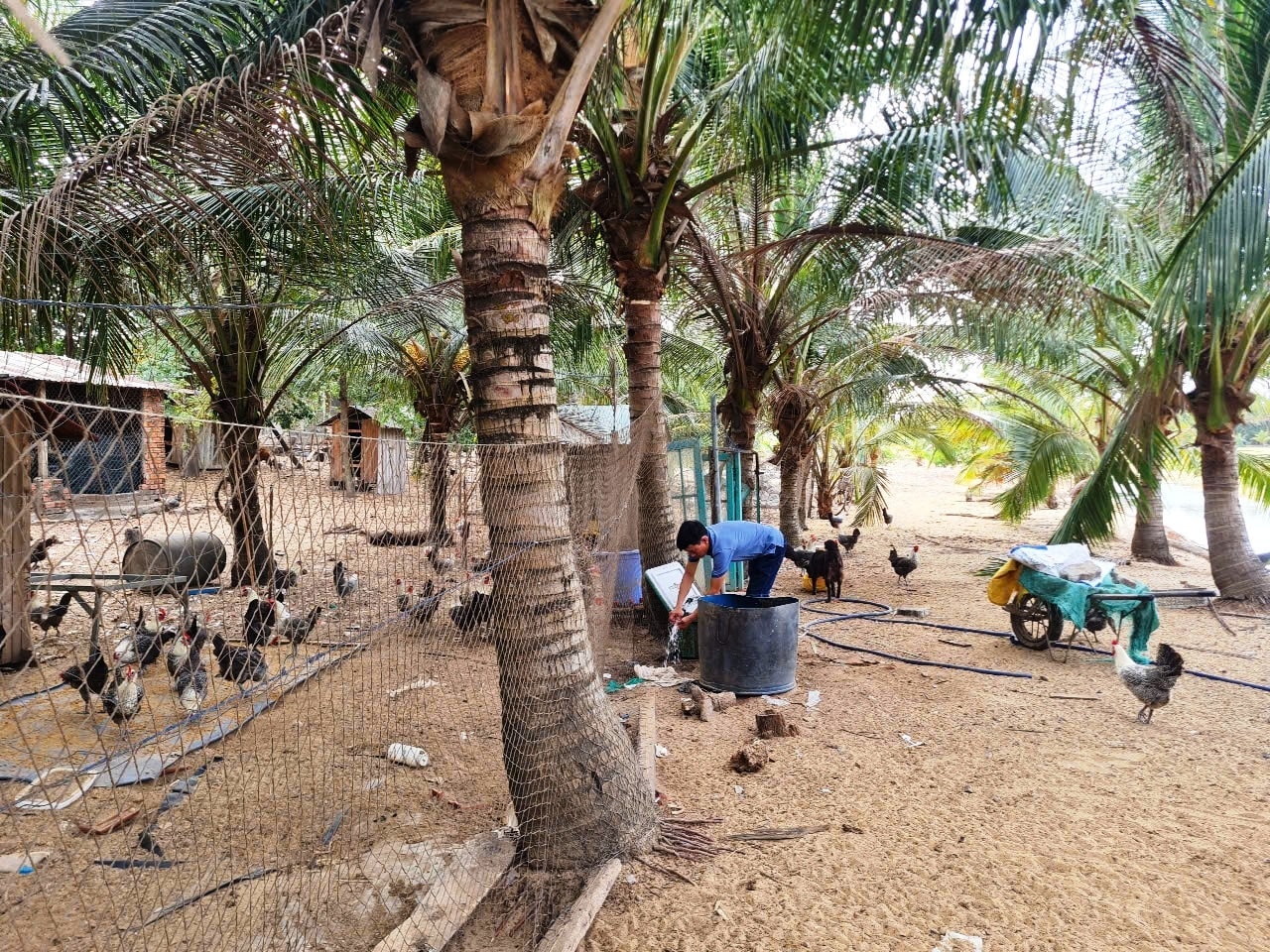 Đàn gà Ai Cập sinh trưởng và phát triển tốt