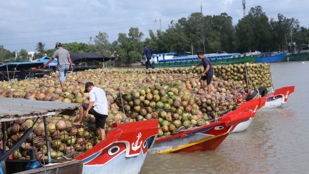 Dừa tập kết lên ghe để vận chuyển (1)