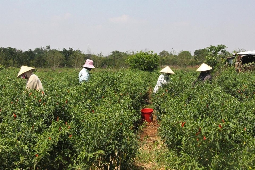 Nhiều nông hộ phải thuê thêm nhân công để kịp tiến độ thu hoạch ớt năm nay