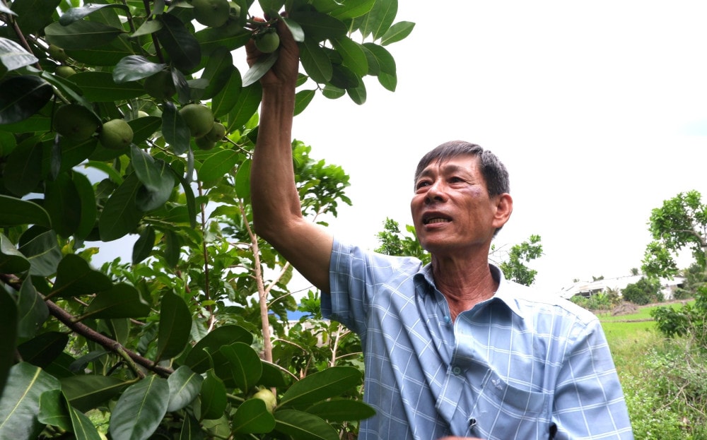 Ông Thái Phát Thanh (xã Bình Thạnh, huyện Thủ Thừa) chuyển từ trồng hoa màu sang cây ăn trái