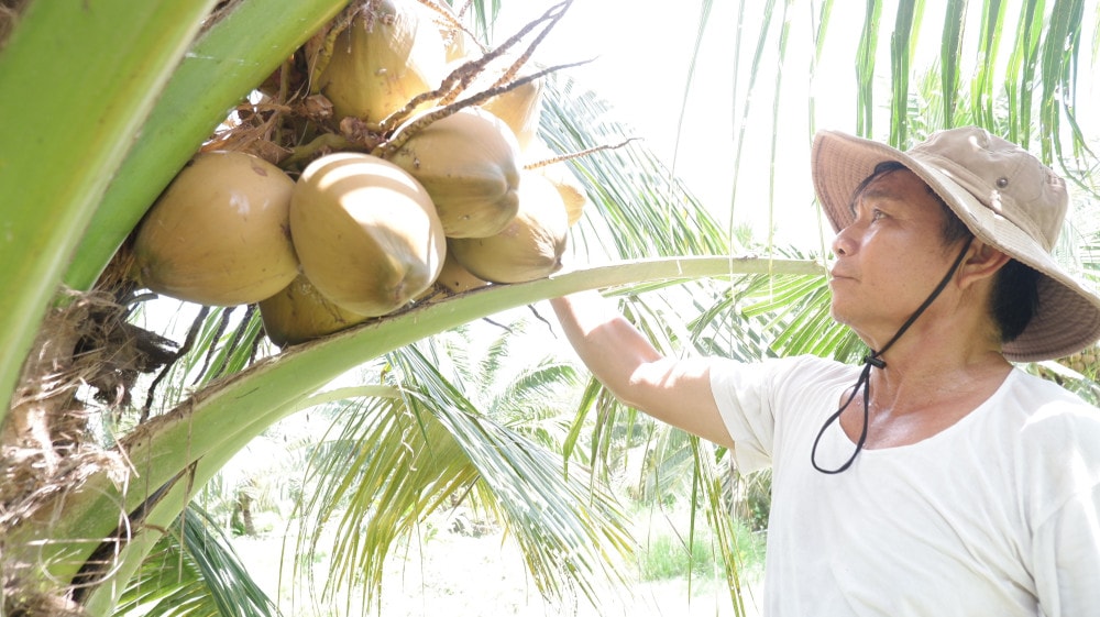 Trồng dừa Mã Lai, ông Huỳnh Công Mến (xã Khánh Hưng, huyện Vĩnh Hưng) thu về lợi nhuận gấp 2-3 lần so với trồng lúa