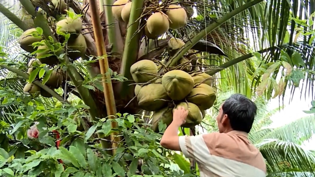 Vườn dừa của ông Nguyễn Thanh Thế (1)