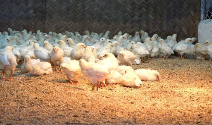 Gà con được nuôi úm riêng từ một ngày tuổi trong chuồng có điều kiện nhiệt độ ổn định, được tiêm đủ 22 loại vaccine phòng bệnh