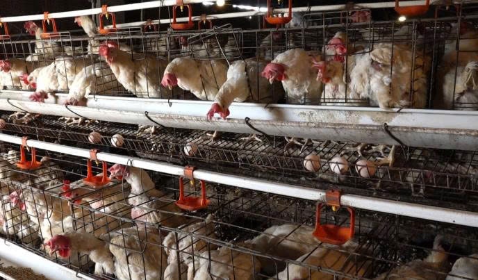 Hiện trang trại gà Tân An đang chăn khoảng 6 vạn gà đẻ trứng, mỗi ngày thu 4 vạn quả