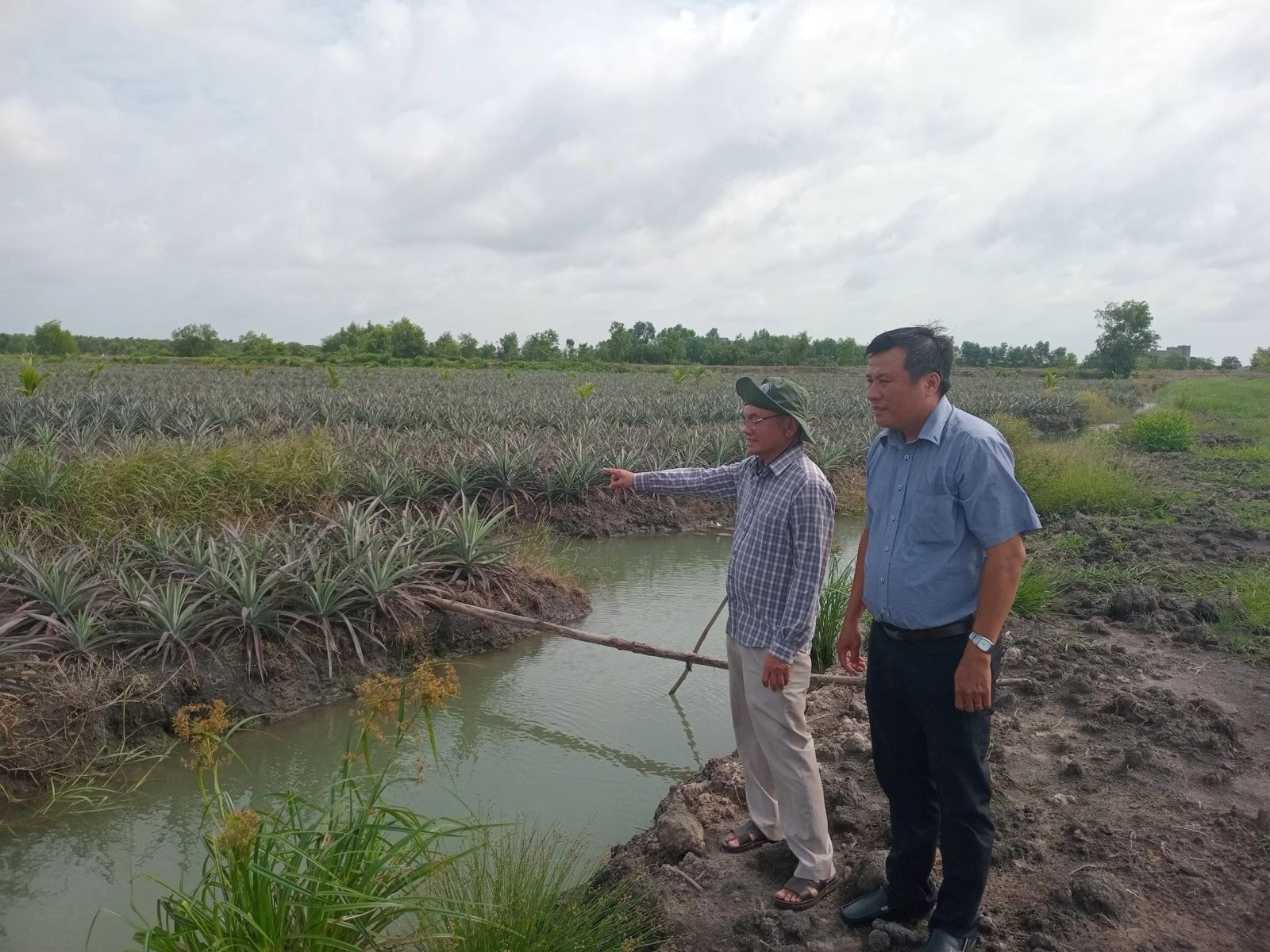 Ông Nguyễn Văn Sáu (bìa trái) cùng với Chủ tịch Hội Nông dân xã Phước Bình thăm ruộng dứa Queen