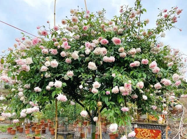 Vườn có nhiều giống hồng cổ, hồng ngoại