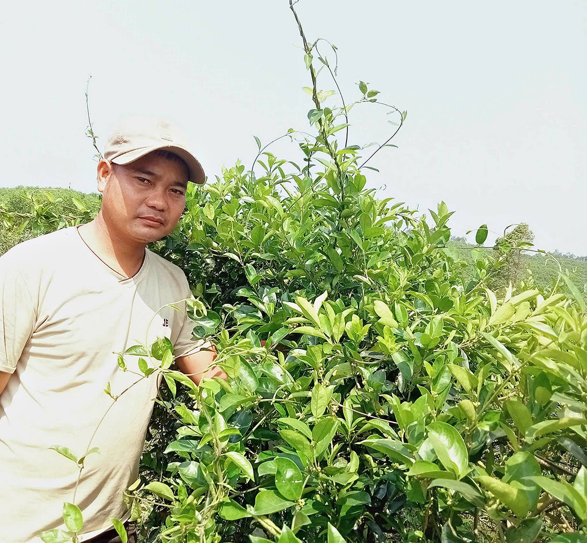 Anh Phạm Quý Vũ với mô hình trồng cây dây thìa canh của mình