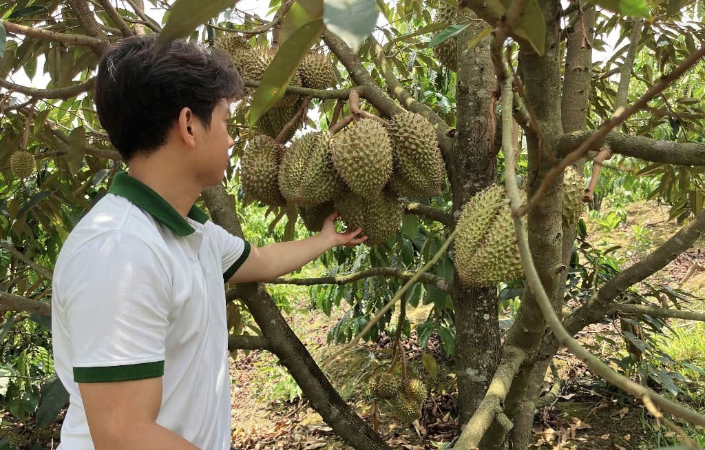 Không sử dụng thuốc hóa học, không ép cây ra trái bằng biện pháp nhân tạo, anh Thuận theo đuổi mô hình canh tác hữu cơ thuận tự nhiên