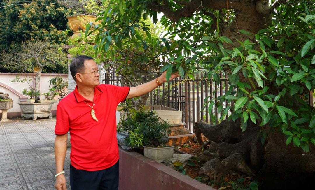 Nhờ có niềm đam mê, ông Nguyễn Văn Học đã gặt hái nhiều thành công trong nghề trồng cây cảnh (1)