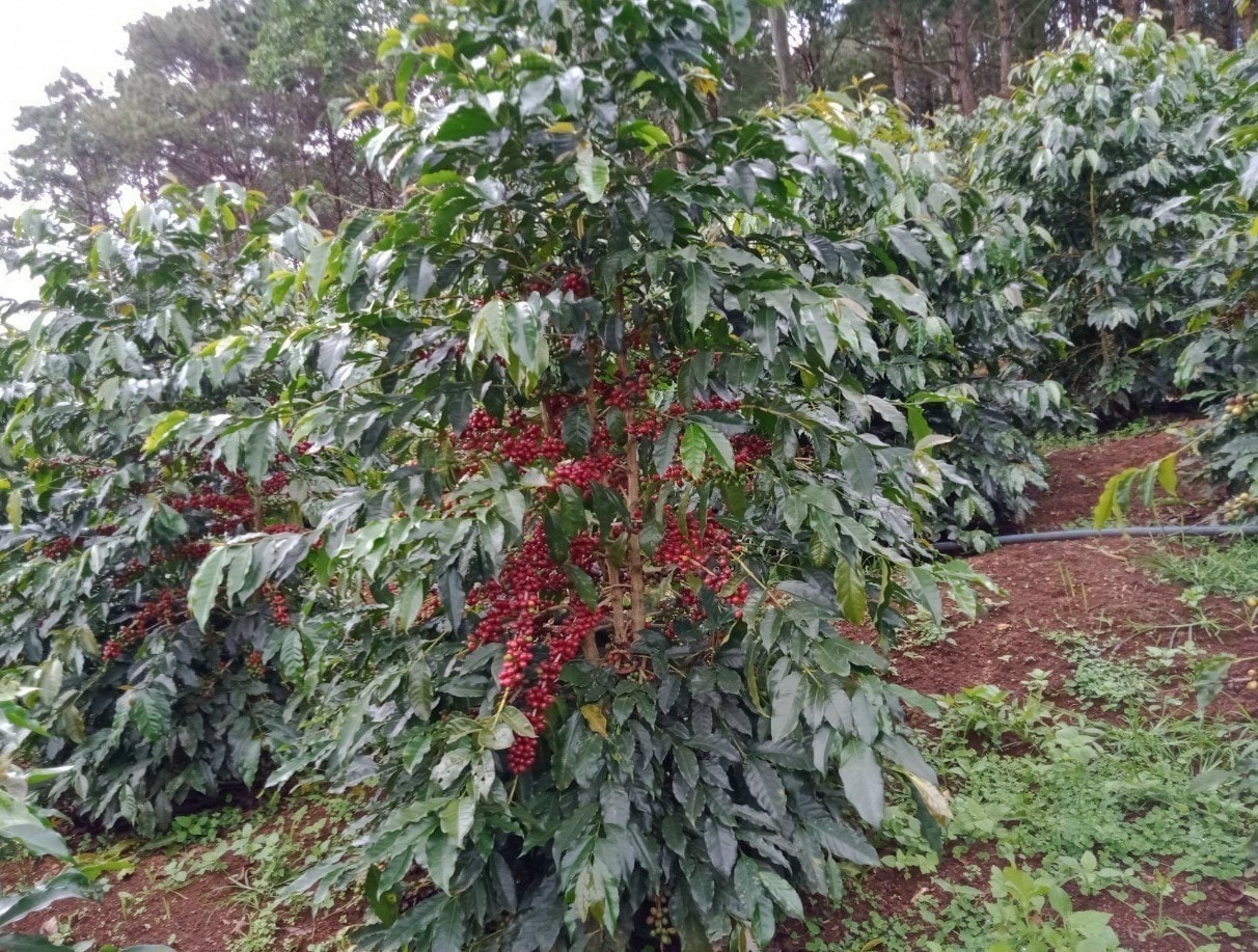 Sản phẩm cà phê Moka thơm, ngon được lựa chọn từ những quả chín mọng
