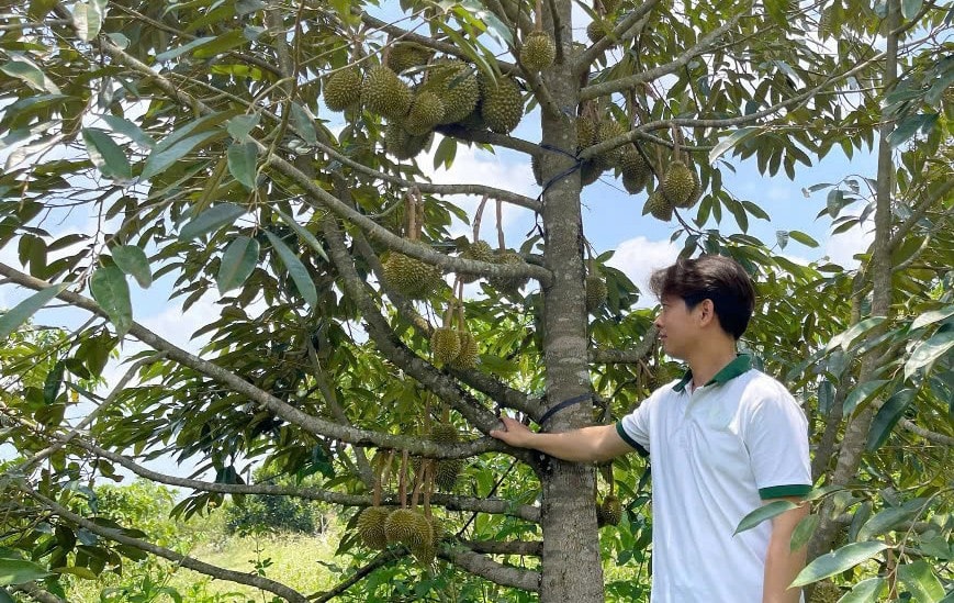 Vườn sầu riêng của anh Bùi Đình Thuận ra trái quanh năm