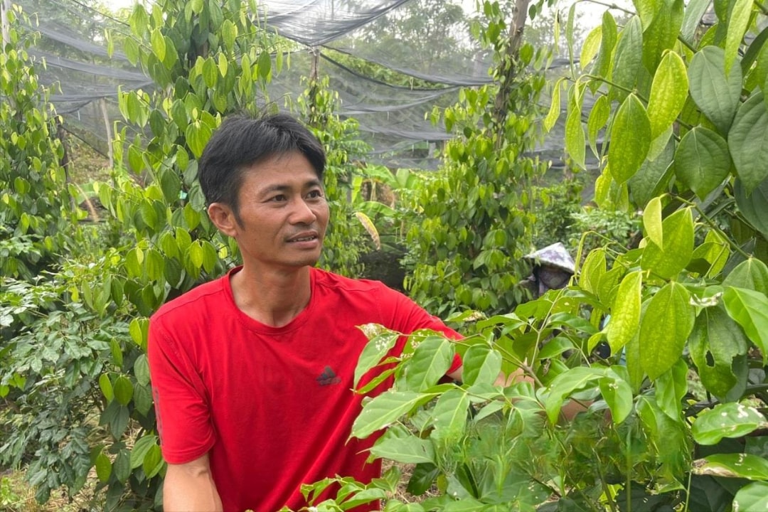 Anh Phạm Văn Thành ở xã Ea Pô, huyện Cư Jút (Đắk Nông) đã vươn lên làm giàu nhờ không ngừng học hỏi và quyết tâm bám trụ nơi vùng đất khó
