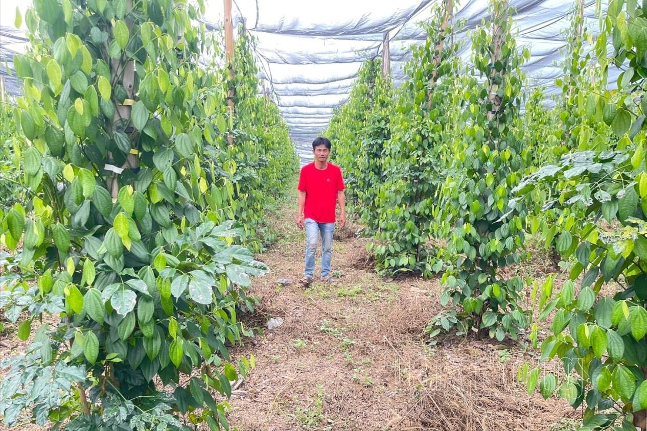 Cách trồng phủ lưới, tăng mật độ trụ của anh Phạm Văn Thành ở xã Ea Pô, huyện Cư Jút (Đắk Nông) đã đã giúp vườn tiêu sinh trưởng tốt trên vùng đất sỏi đá