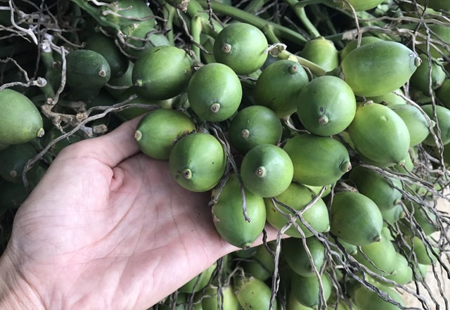 Cau tươi - ngành cau