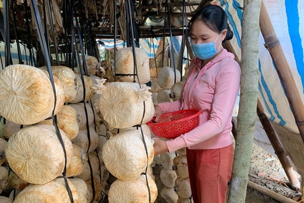 Nấm báo ngư