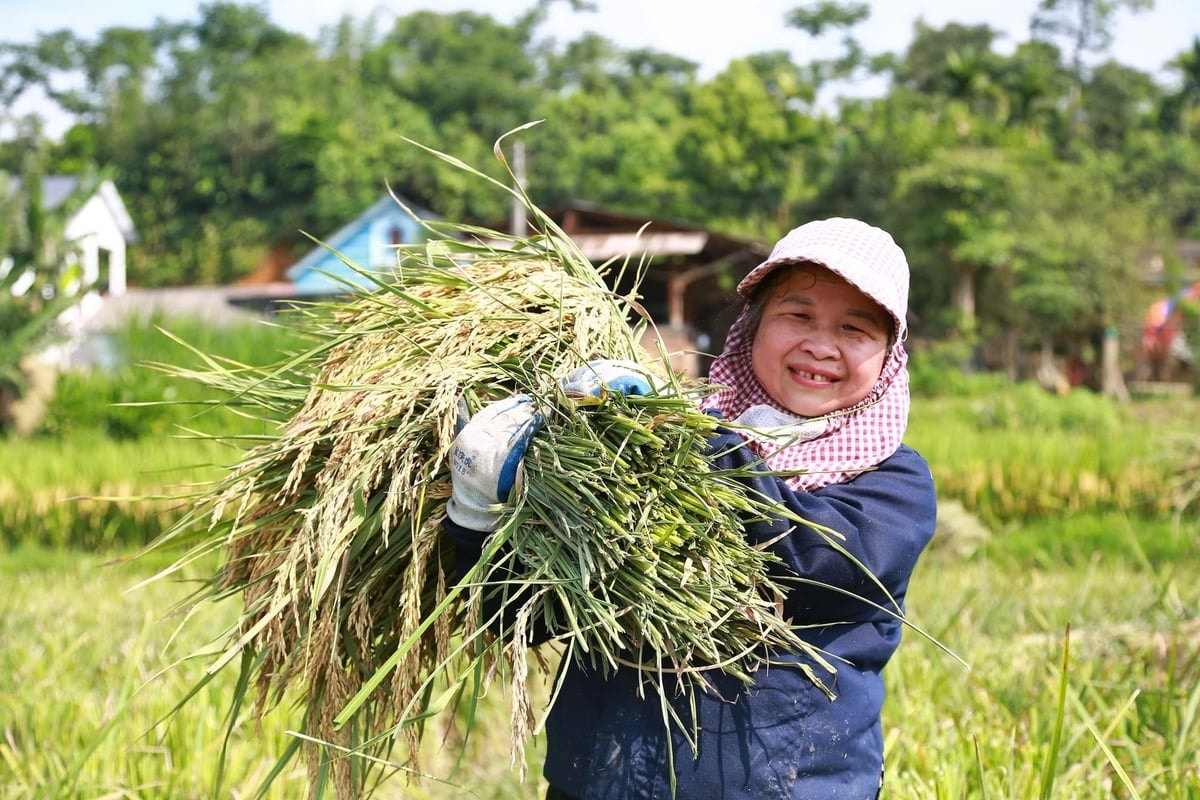 Người dân phấn khởi khi lúa được mùa, năng suất cao