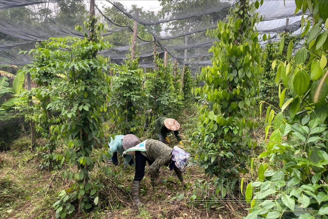 Nhân công chăm sóc vườn tiêu phải dụng tay để nhổ từng cây cỏ trong vườn