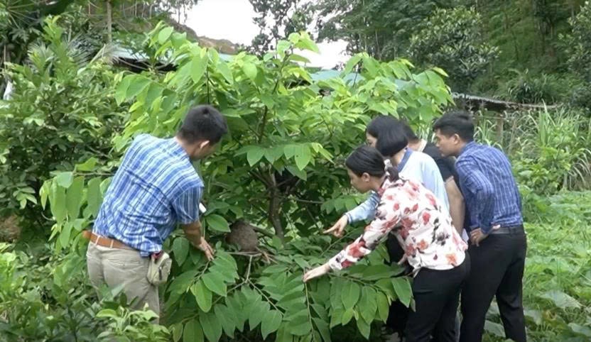 Nuôi kiến vừa mang lại thêm thu nhập vừa bảo vệ được vườn cây