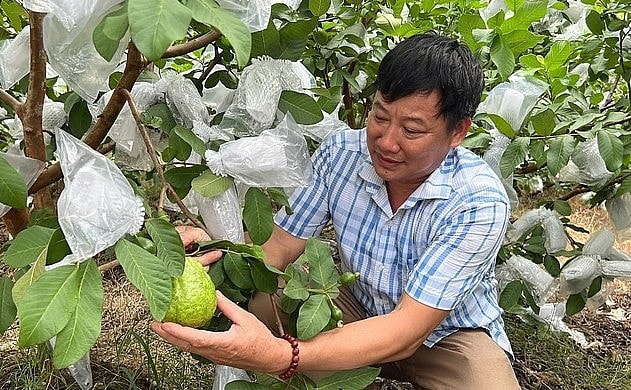 Ông Trịnh Xuân Hòa bên vườn ổi của gia đình
