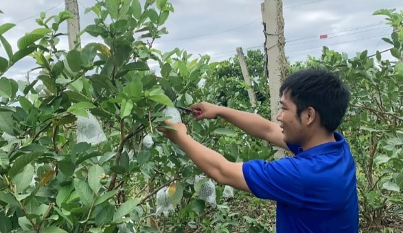 Vườn ổi góp phần giúp anh Việt và gia đình tăng thêm thu nhập