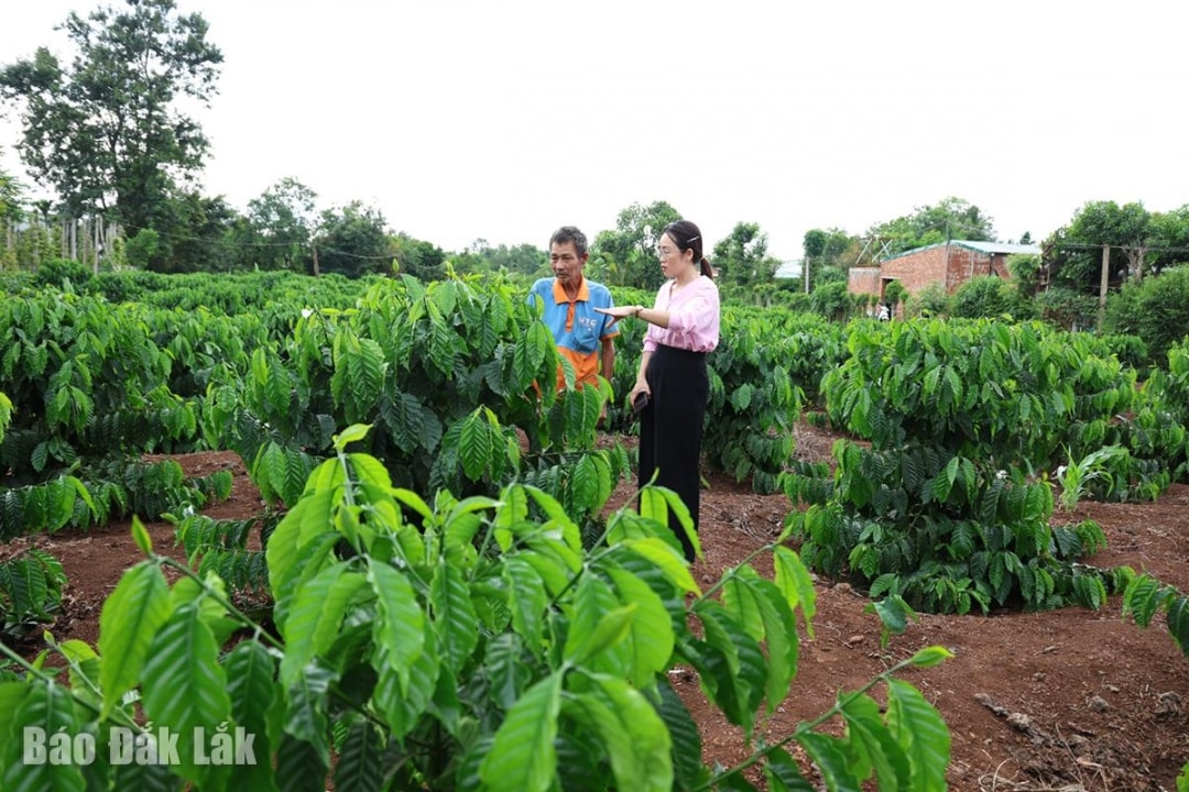 Phó Chủ tịch UBND xã Hòa An Nguyễn Thị Lan Hương đến thăm mô hình cải tạo vườn tạp của gia đình ông Thôi