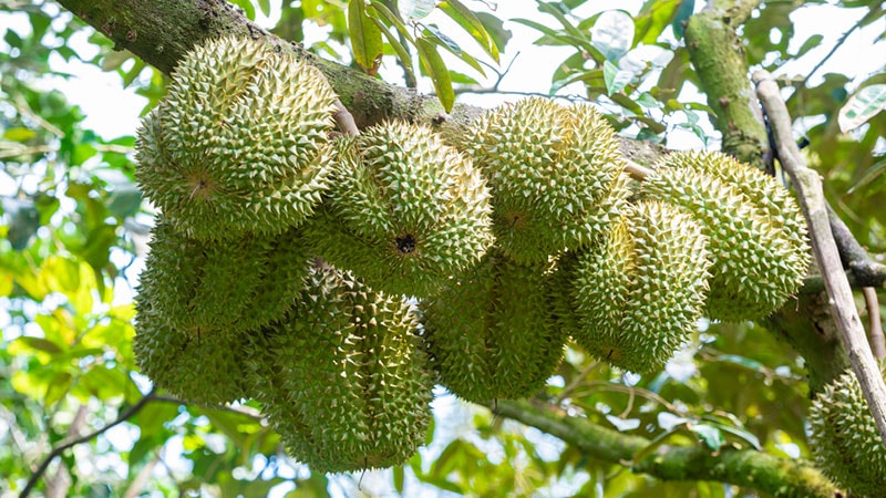 sầu riêng