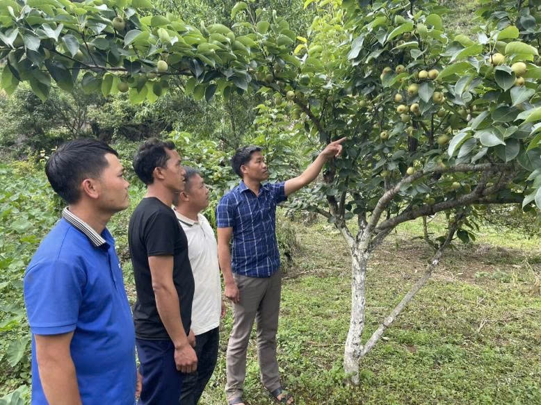 Toàn xã Nùng Nàng hiện có gần 60ha lê