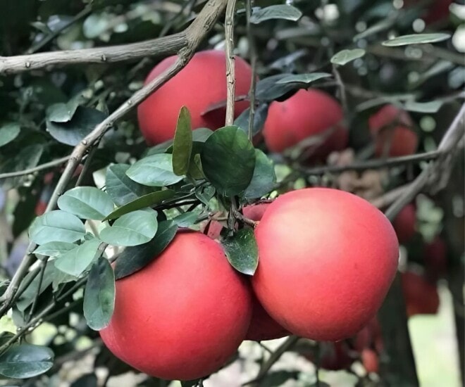 Giống bưởi Luận Văn có màu rất đặc chưng