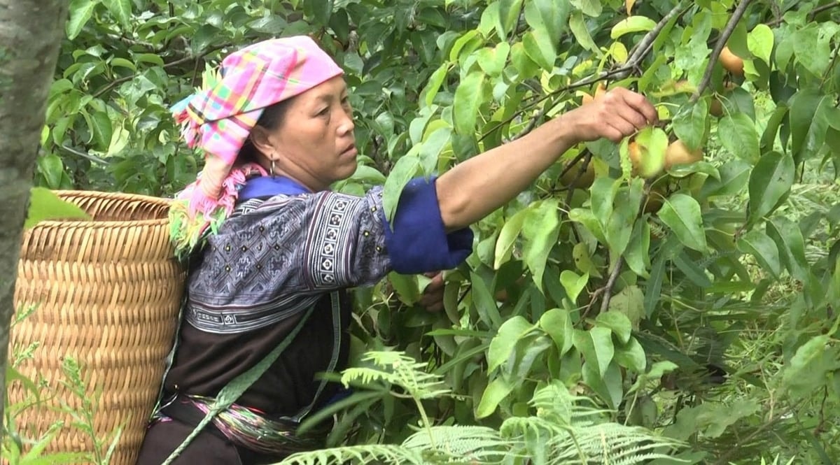Hàng chục hộ đồng bào Mông ở Mù Cang Chải cho thu nhập khá từ trồng lê Tai Nung