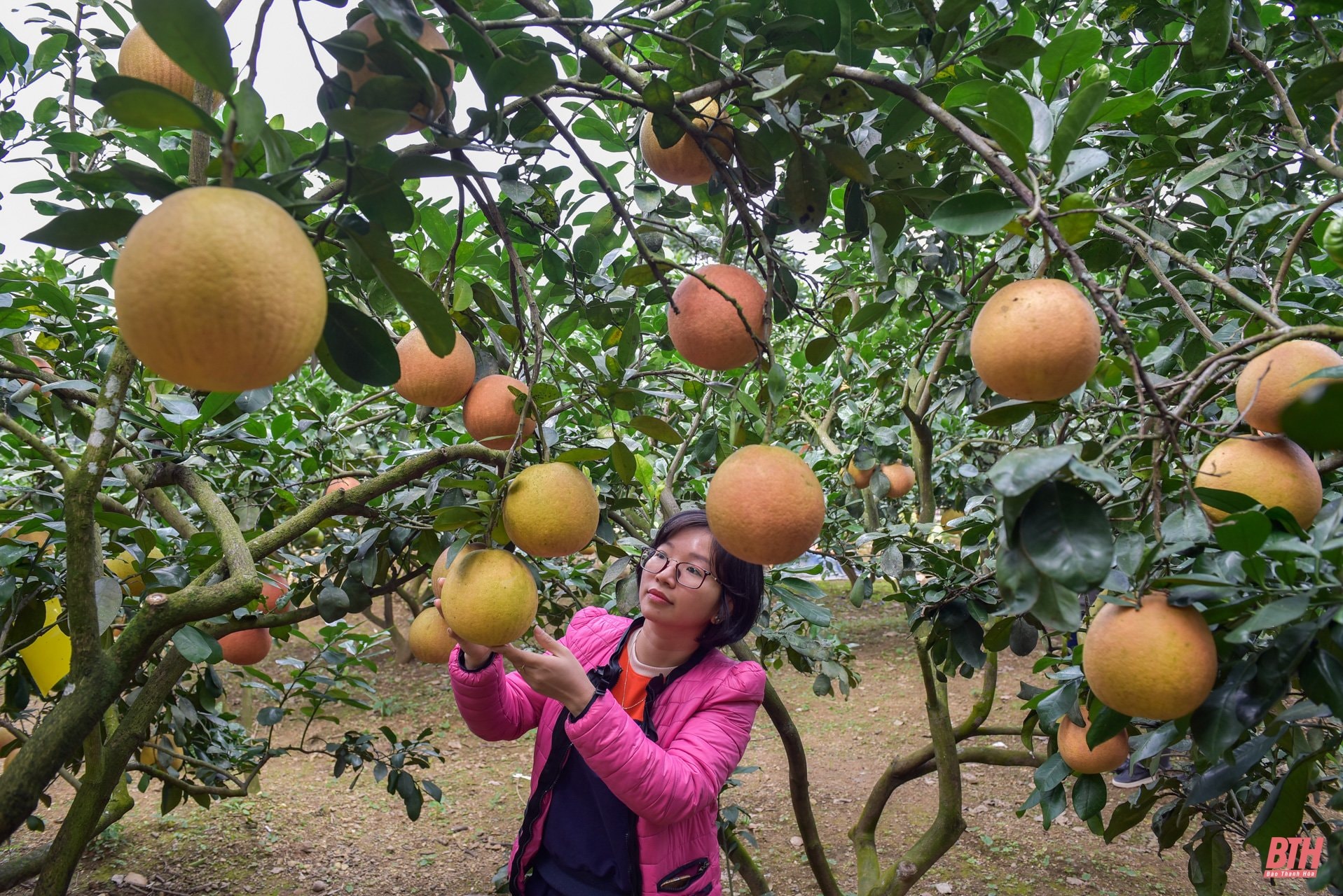 Khi còn non, bưởi sẽ có màu xanh rồi chuyển dần sang vàng rồi đỏ gấc khi chín