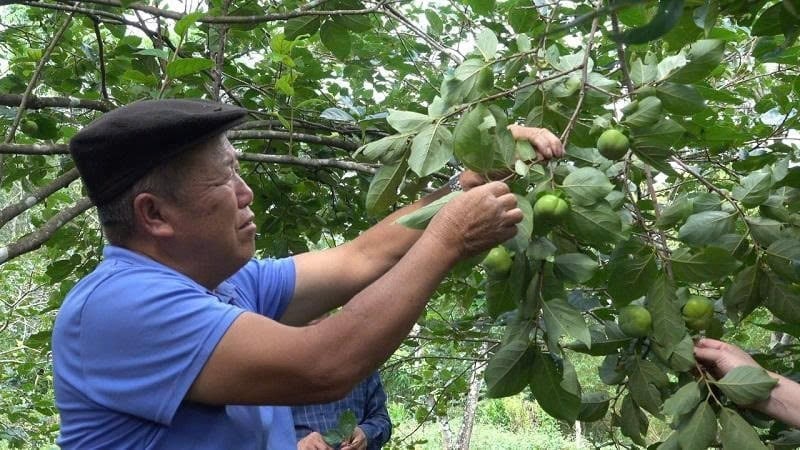 Vườn hồng giòn gia đình ông Thào Nhà Của