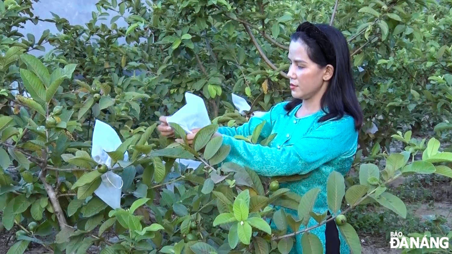 Chị Thúy chăm bón các cây ổi tại vườn của mình