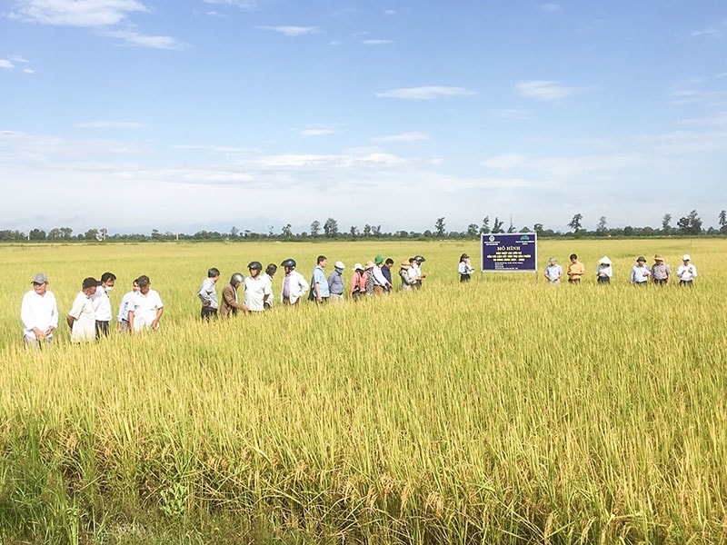 Lúa hữu cơ giúp người nông dân Quảng Trị có thu nhập tốt